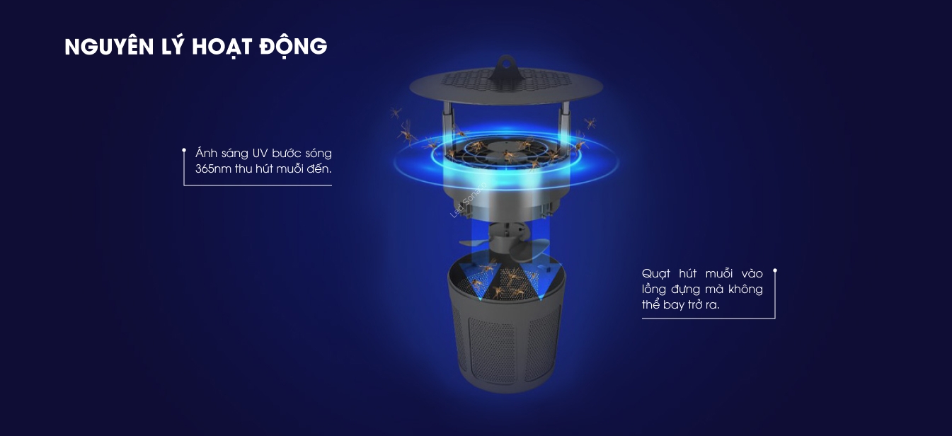 den_bat_muoi_-_rang_dong_7